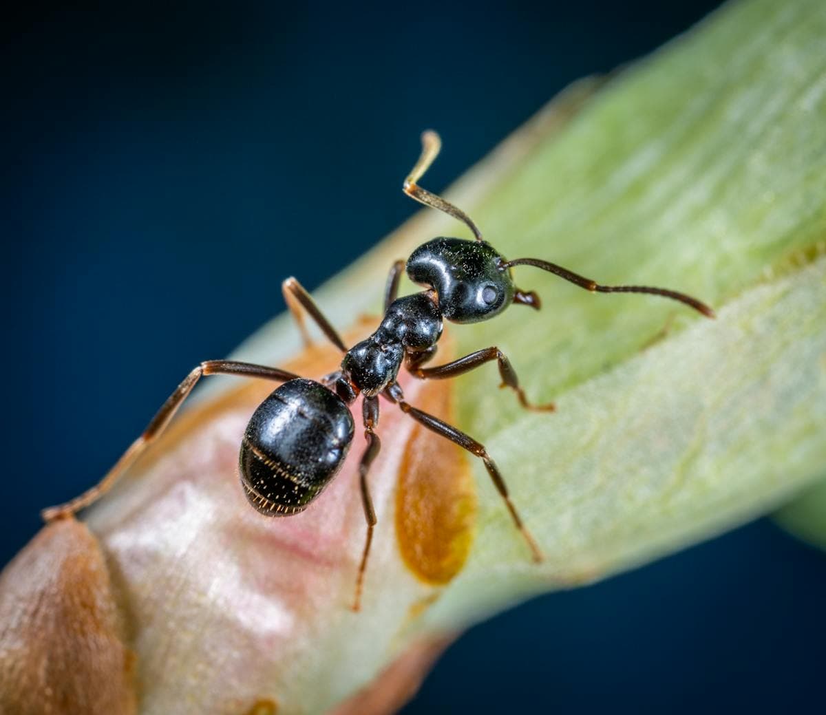 Ant Control