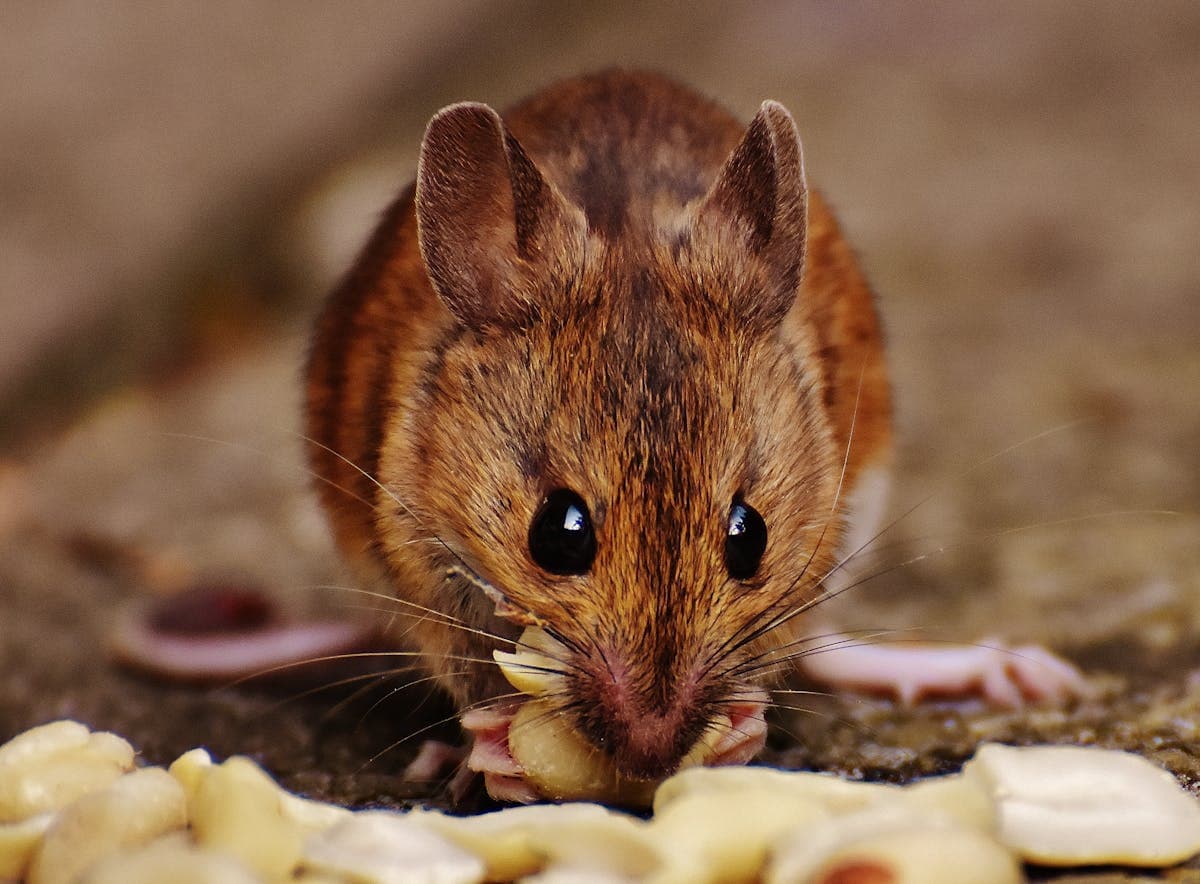Rodent Control