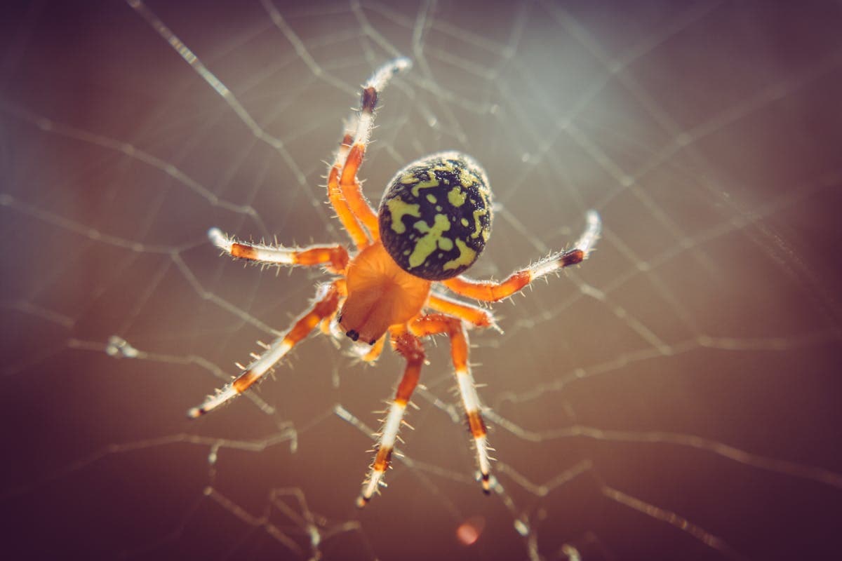 Spider Removal