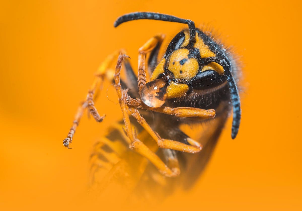Wasp Removal